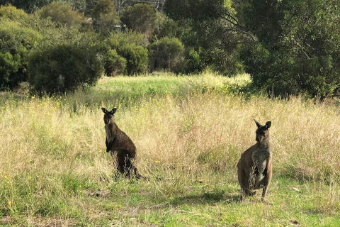 Sunrise On Falie - Accommodation Mount Tamborine 5