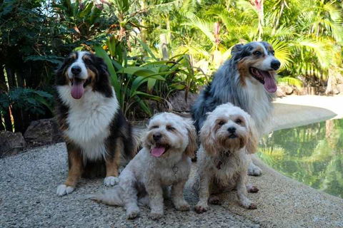 Wildlife Holiday Home - Accommodation Brisbane 3