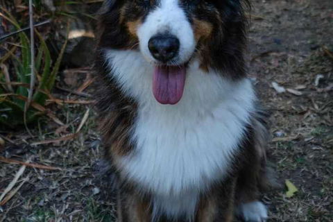 Wildlife Holiday Home - Accommodation Brisbane 7