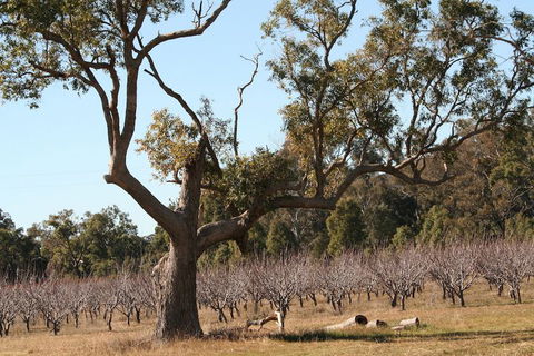The Farmhouse At Blue Wren Wines - Kempsey Accommodation 1