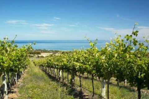 McLaren Vale Backpackers - Accommodation Directory 6