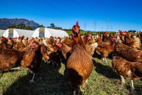 Carinya Farm Holiday Retreat - Whitsundays Tourism 7