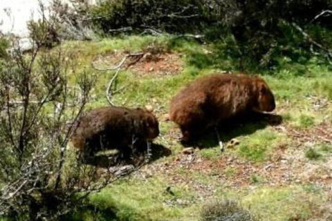 Wombat Cabin - Hotel WA 7
