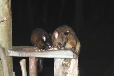 Wombat Cabin - Hotel WA 5