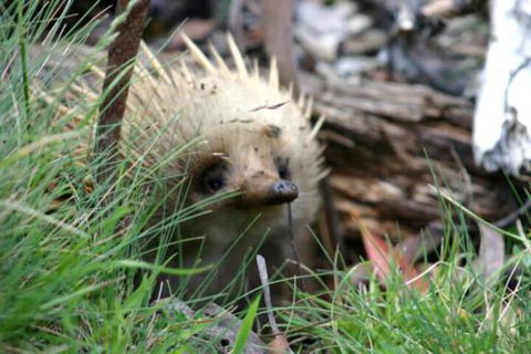 Wombat Cabin - Hotel WA 2