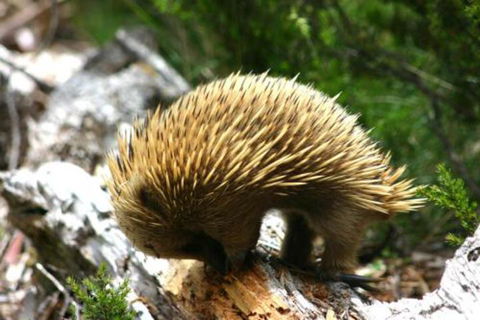 Wombat Cabin - Hotel WA 4