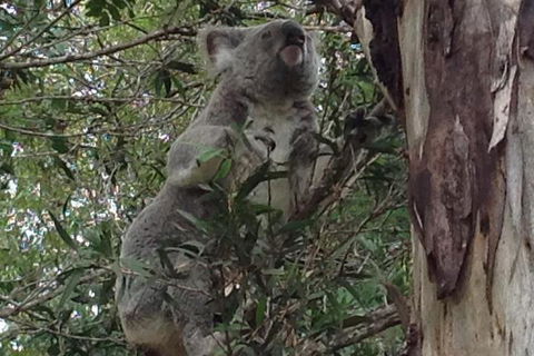 Maleny Country Cottages - Accommodation Ballina 5