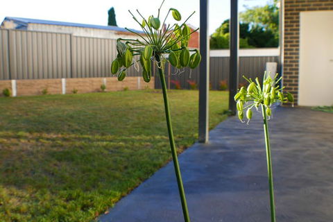 Maison Executive - Accommodation Yamba 3