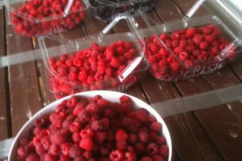 Pennyroyal Raspberry Farm & Cidery - Holiday Jervis Bay 7