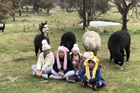 High Country Trail Rides & Farm Stay - Accommodation VIC 2
