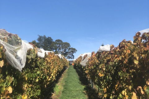 The Cottage At 3 Willows Vineyard - Yamba Accommodation 3