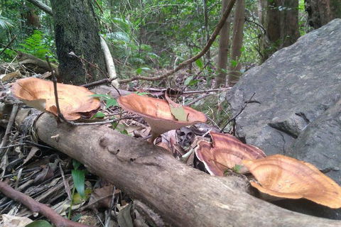 Ruah Rain Forest Retreat - Accommodation Port Hedland 3