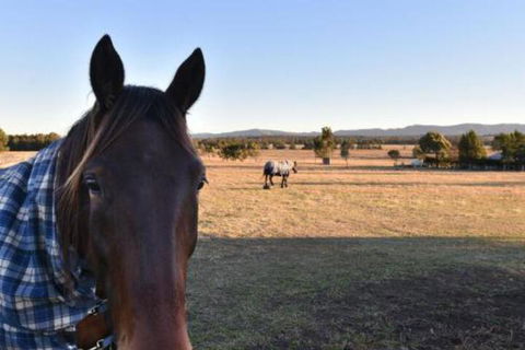 Clydesdale Cottage On Talga With Real Clydesdale Horses - Accommodation Newcastle 0