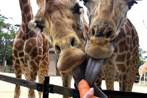 Roar And Snore At Taronga Zoo Sydney - Accommodation Newcastle 5