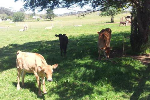 Appin Homestay B & B - Northern Rivers Accommodation 2