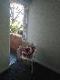 Abbeville Apartments - Kingaroy Accommodation 5