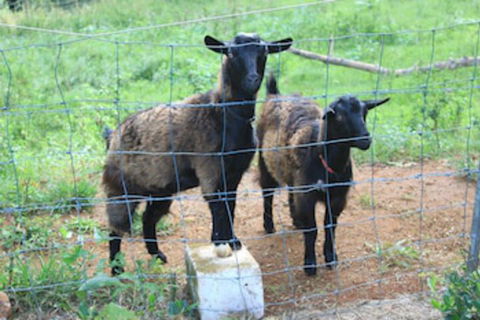 Alstonville Country Cottages - Accommodation Broken Hill 0