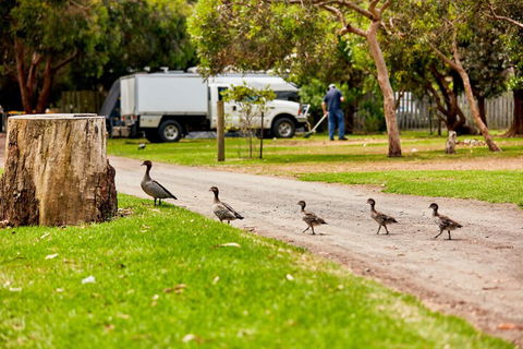 Kennett River Family Caravan Park - Foster Accommodation 5