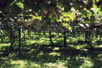 Ashfields Country Garden B  B