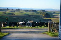 The Cloan at the Catlins