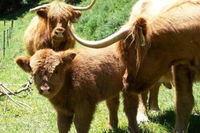 Essons Valley Farmstay B  b