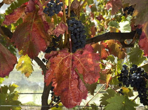 Mimosa Wines - Tourism Bookings 1