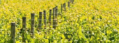 Curlewis Winery - Wagga Wagga Accommodation 2