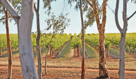 Trentham Estate Winery - Townsville Tourism 1