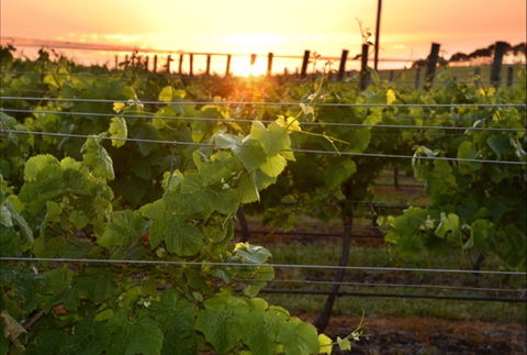 Bennetts On Bellarine Winery - Victoria Tourism 0