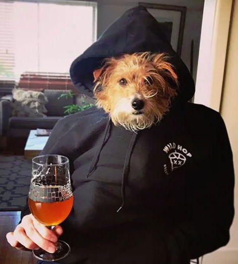 Wild Hop Brewing Company - Redcliffe Tourism 1