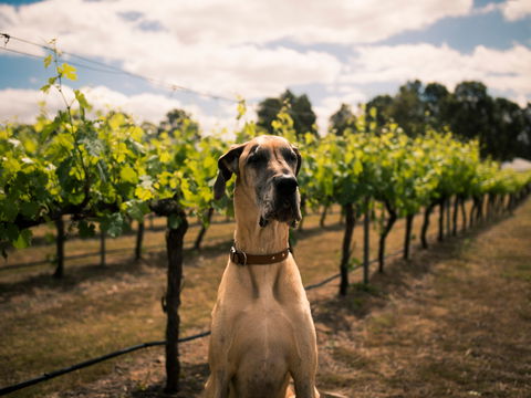 Oakvale Wines - Tourism Caloundra 2