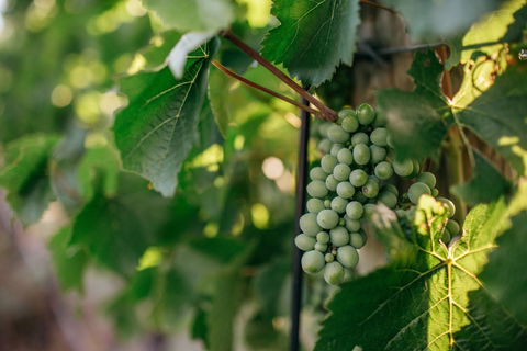Paramoor Winery - WA Accommodation 1