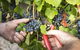 Whicher Ridge Wines Cellar Door - thumb 1