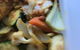 Hot Chilli Bean Thai Cafe - thumb 4