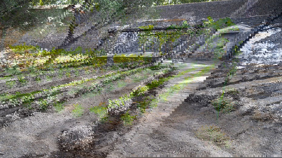 Ancient Roman 'perfume garden' blooms again nearly 1,900 years after Vesuvius eruption