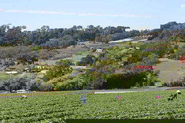 Australian farmers await overseas workforce as locals are too ?spoilt for choice? - The Guardian Australia