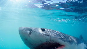 Beaches with most shark attacks as Americans pay tribute to 'Jaws' and activist weighs in