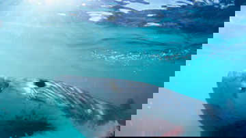 Beaches with most shark attacks as Americans pay tribute to 'Jaws' and activist weighs in