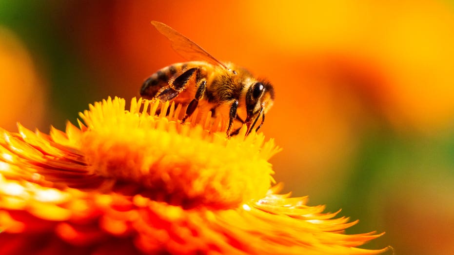 Billionaire's death after swallowing bee raises questions about rare cardiac reaction