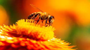 Billionaire's death after swallowing bee raises questions about rare cardiac reaction
