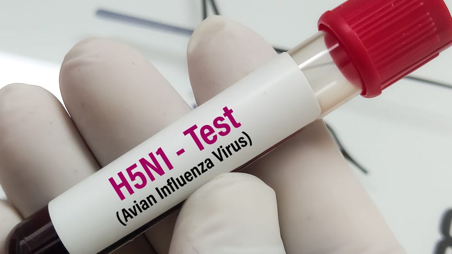 Bird flu leads to severe human illness and state of emergency, experts discuss risk