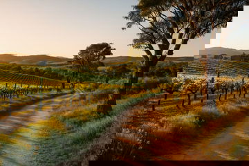 Clare Valley Wine and Wilderness Trail Offers 100km Multi-Day Hike Through South Australiaâ€™s Vineyards, Towns, and Conservation Parks, Explore All New Travel Reports