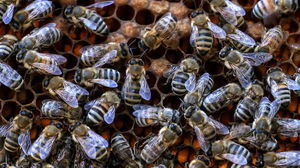 Massive bee swarm sends three people to hospital in critical condition, 24 injured