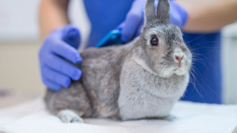 'Rabbit fever' cases rising in US as CDC warns of zoonotic bacterial disease