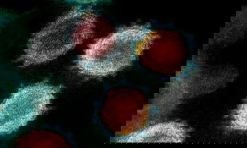 T-cells can fight Omicron when antibodies fail to, Australian researchers say
