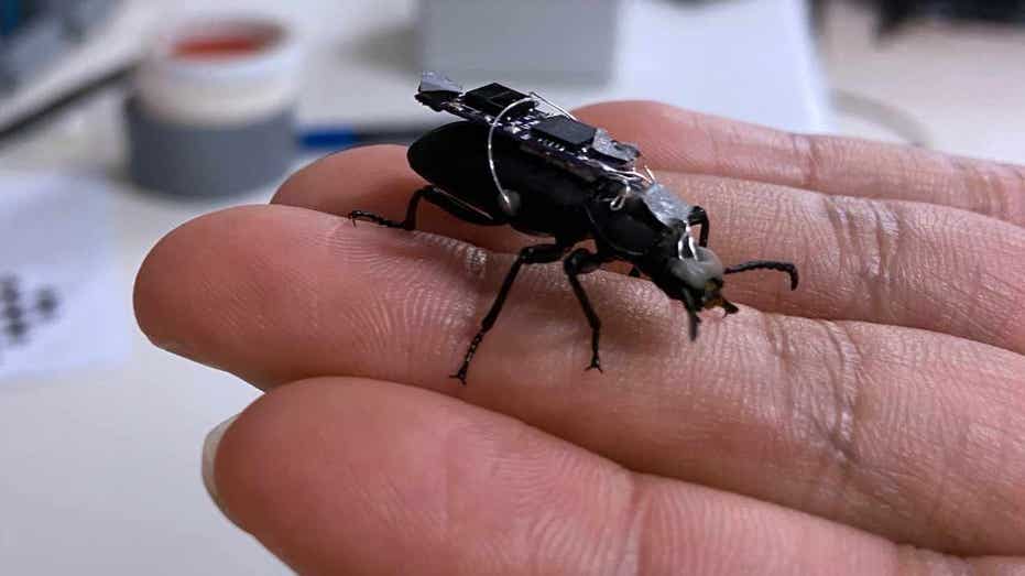 Tiny cyborg beetles are built to save lives in real emergencies