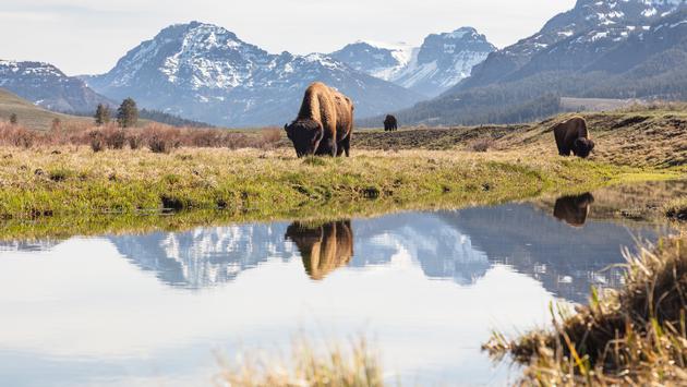 Yellowstone National Park Partially Reopening With Interim Visitor Access Plan