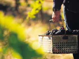 Life Is A Cabernet Tours Image