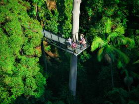 Tamborine Rainforest Skywalk Image
