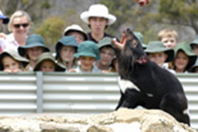 Tasmania Zoo Image
